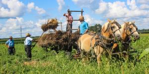 Steam Threshing 2024